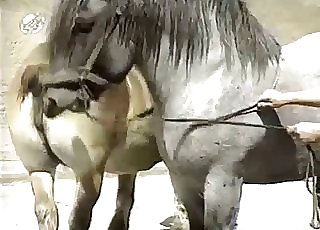 Muscled horses have awesome doggy style